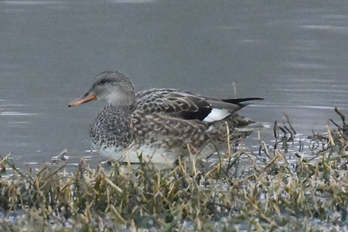 Gadwall - ML519879981