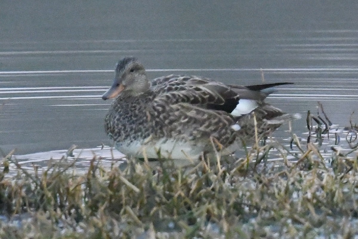 Gadwall - ML519880001