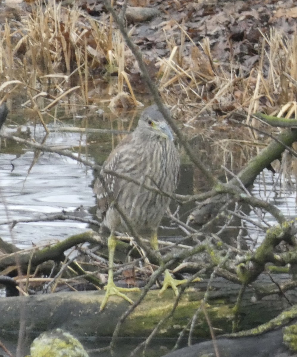 Black-crowned Night Heron - ML519881881