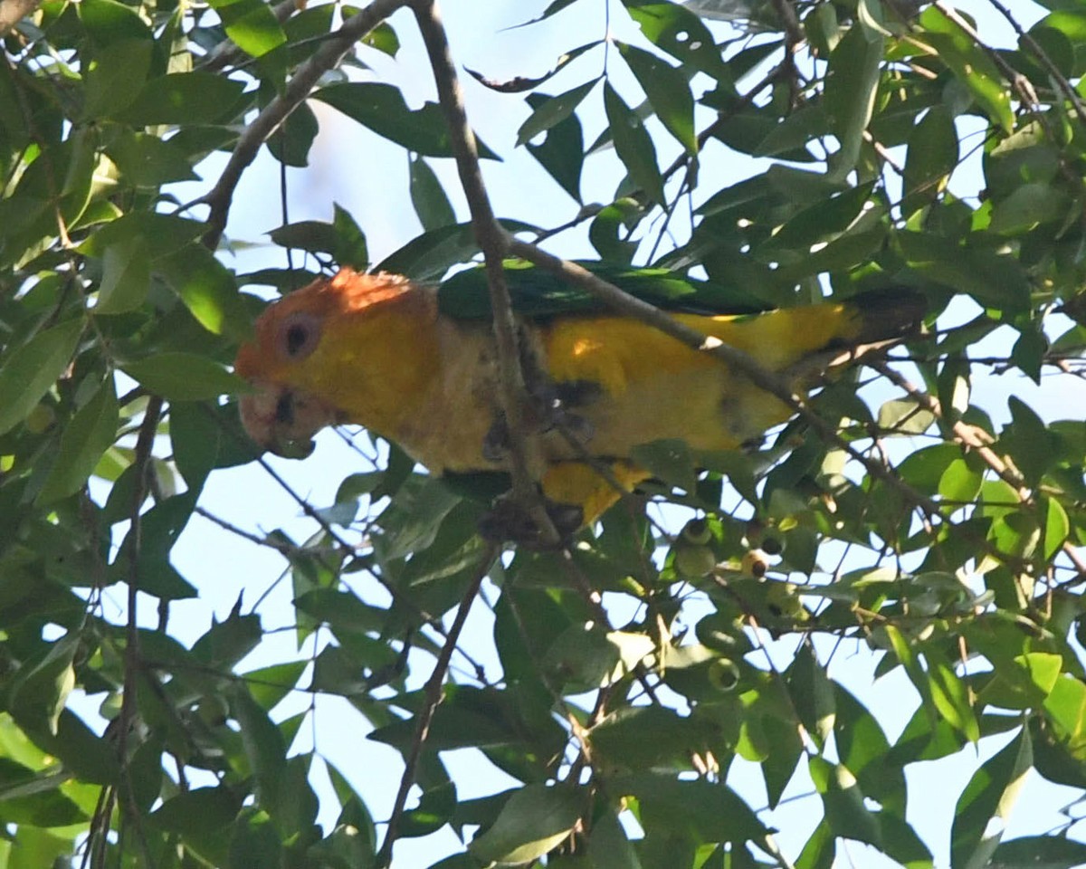 White-bellied Parrot - ML519882271