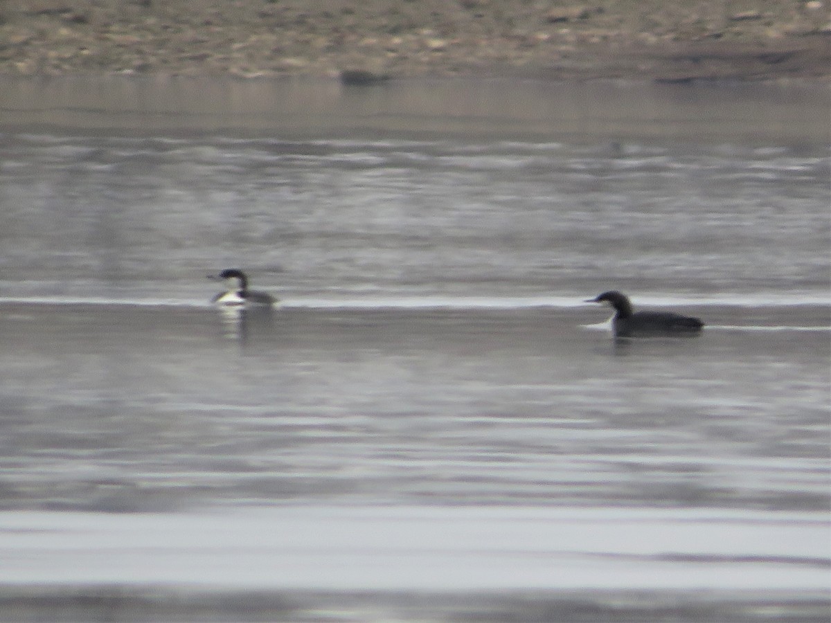 Pacific Loon - ML519882471