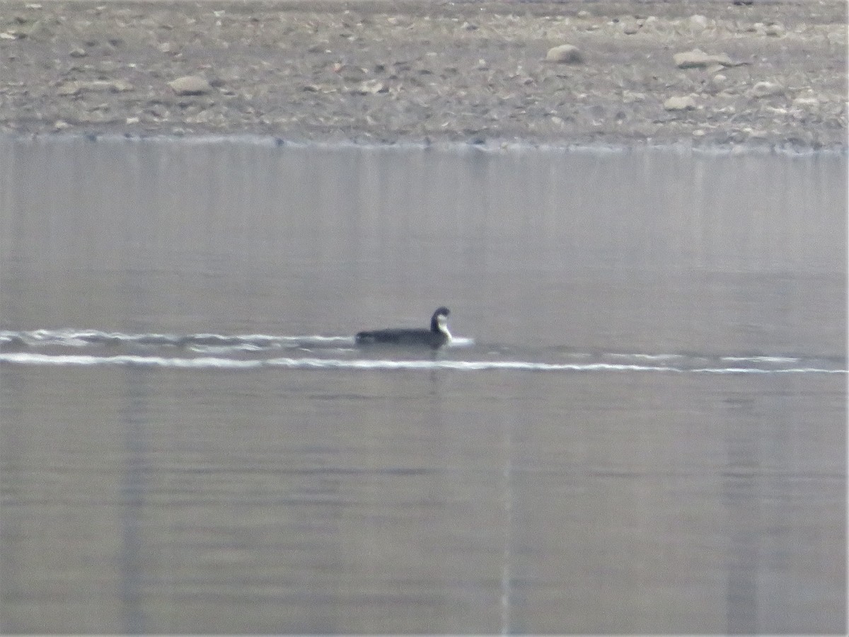 Pacific Loon - ML519882481