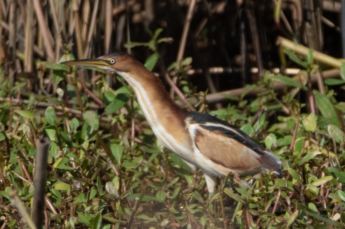 Least Bittern - ML519882501