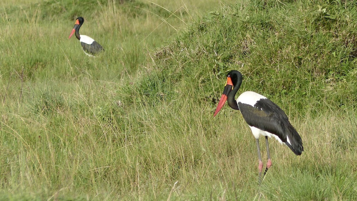 Saddle-billed Stork - ML519882681