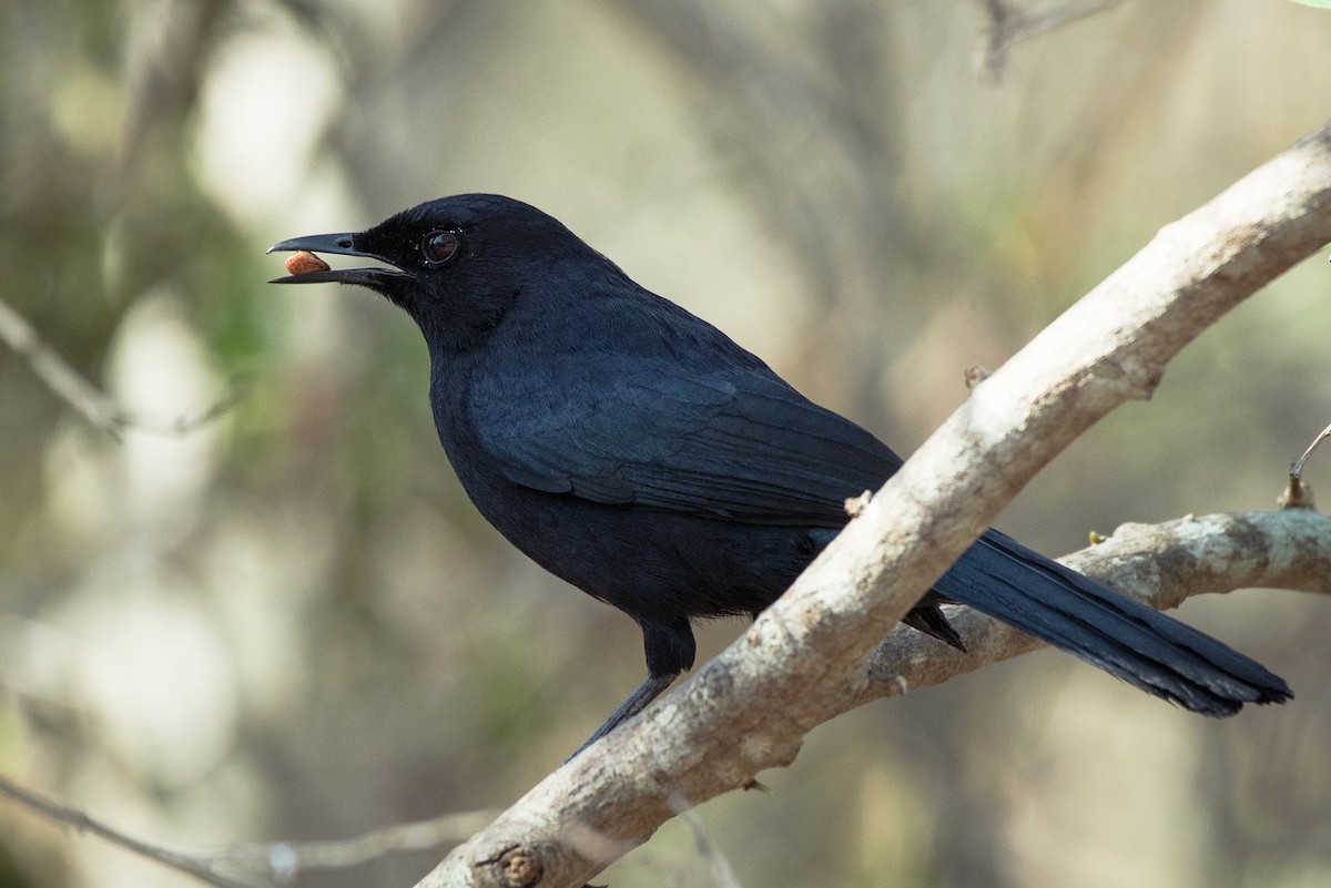 Black Catbird - ML51988321