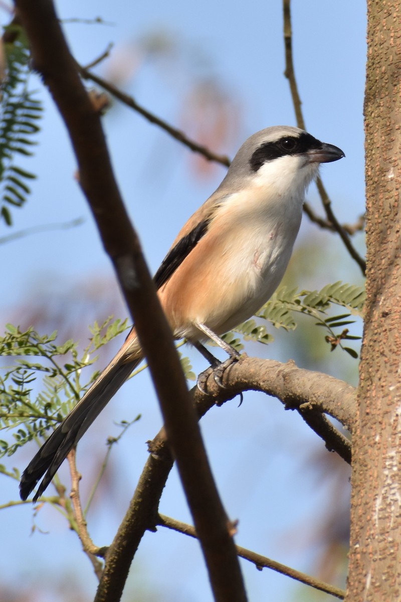 Long-tailed Shrike - ML519883881
