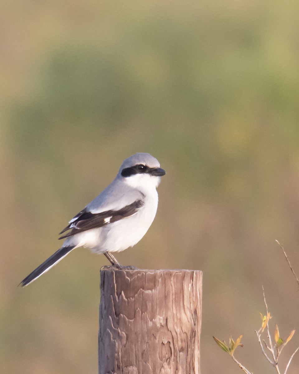 Loggerhead Shrike - ML519883971