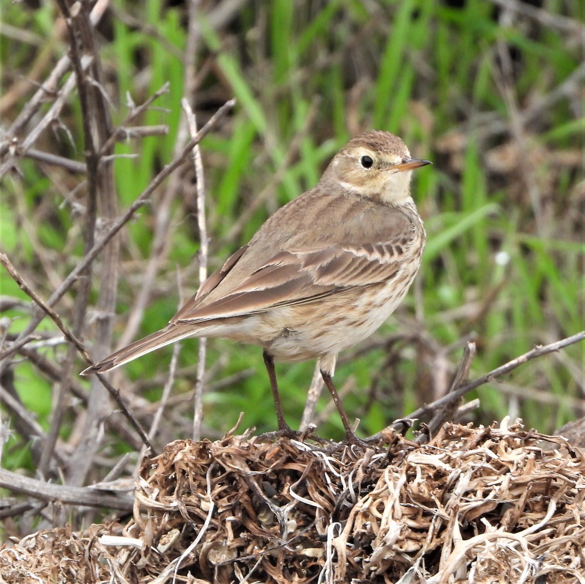 American Pipit - ML519884151