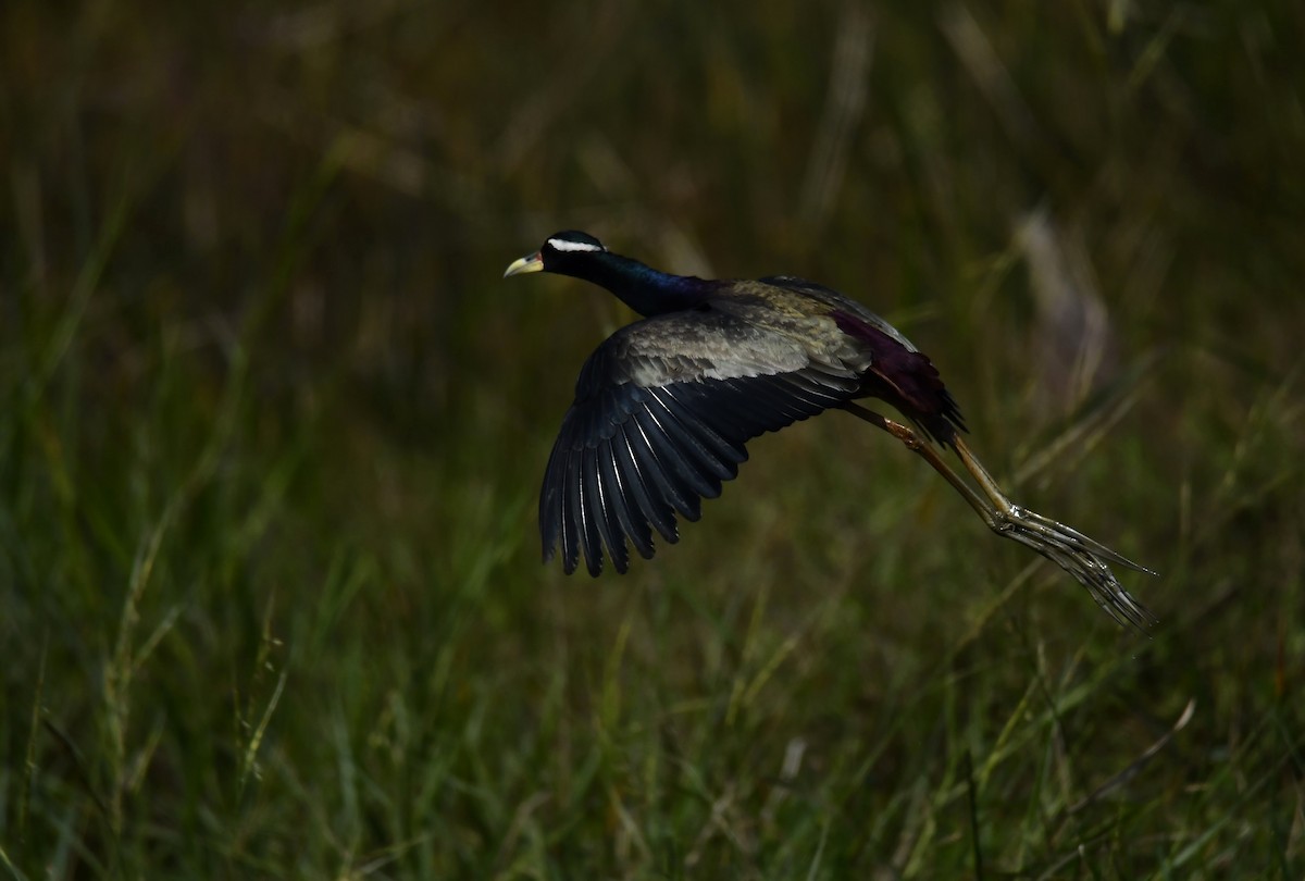 Bronze-winged Jacana - ML519884261