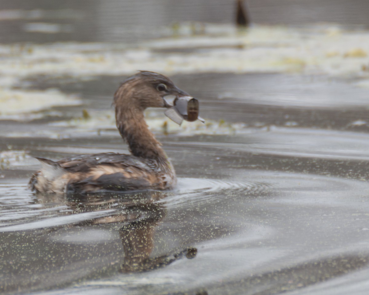 Pied-billed Grebe - ML519884551