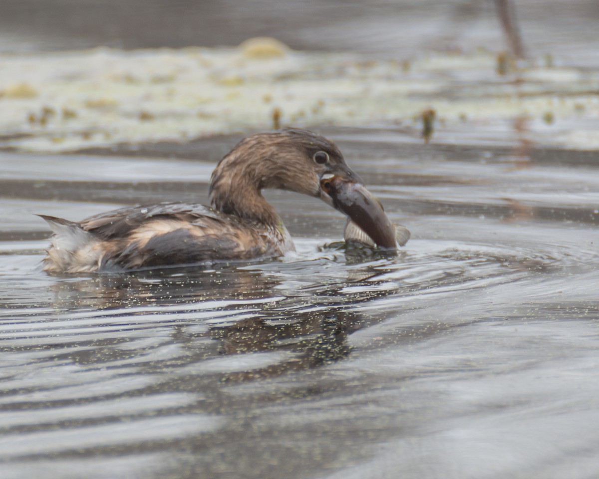 Pied-billed Grebe - ML519884561