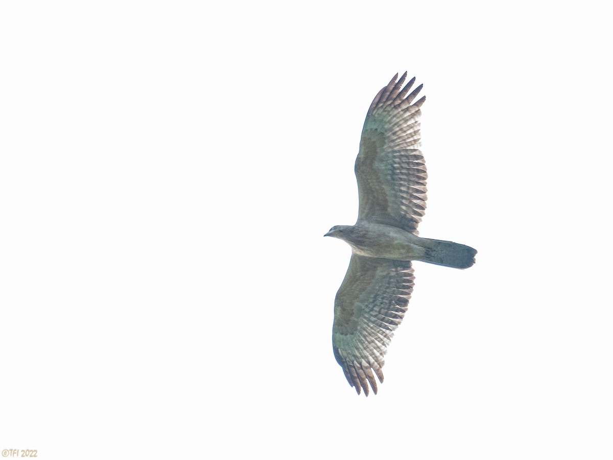 Oriental Honey-buzzard - ML519884741