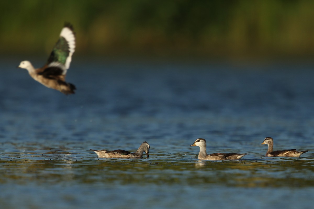 Cotton Pygmy-Goose - ML519884991