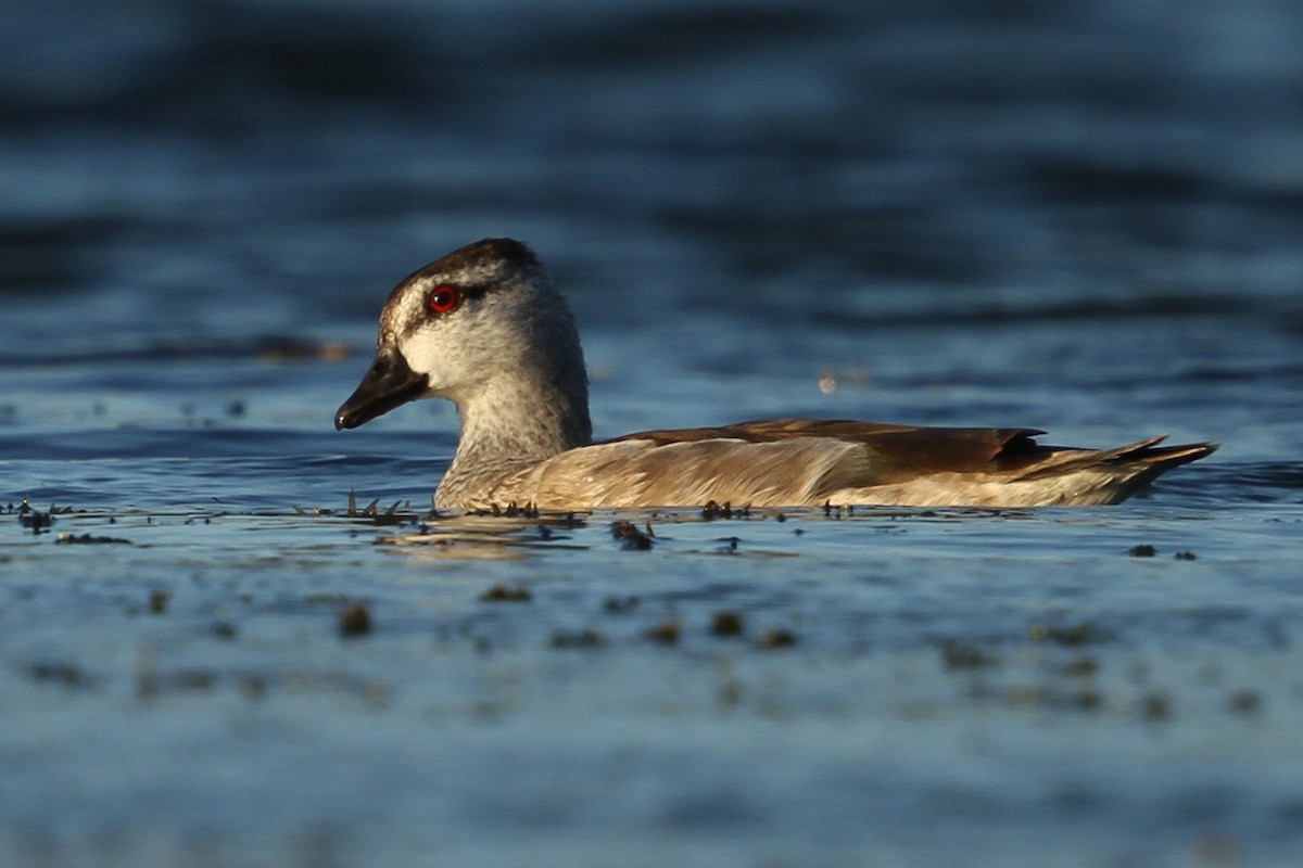 Cotton Pygmy-Goose - Gehan Rajeev