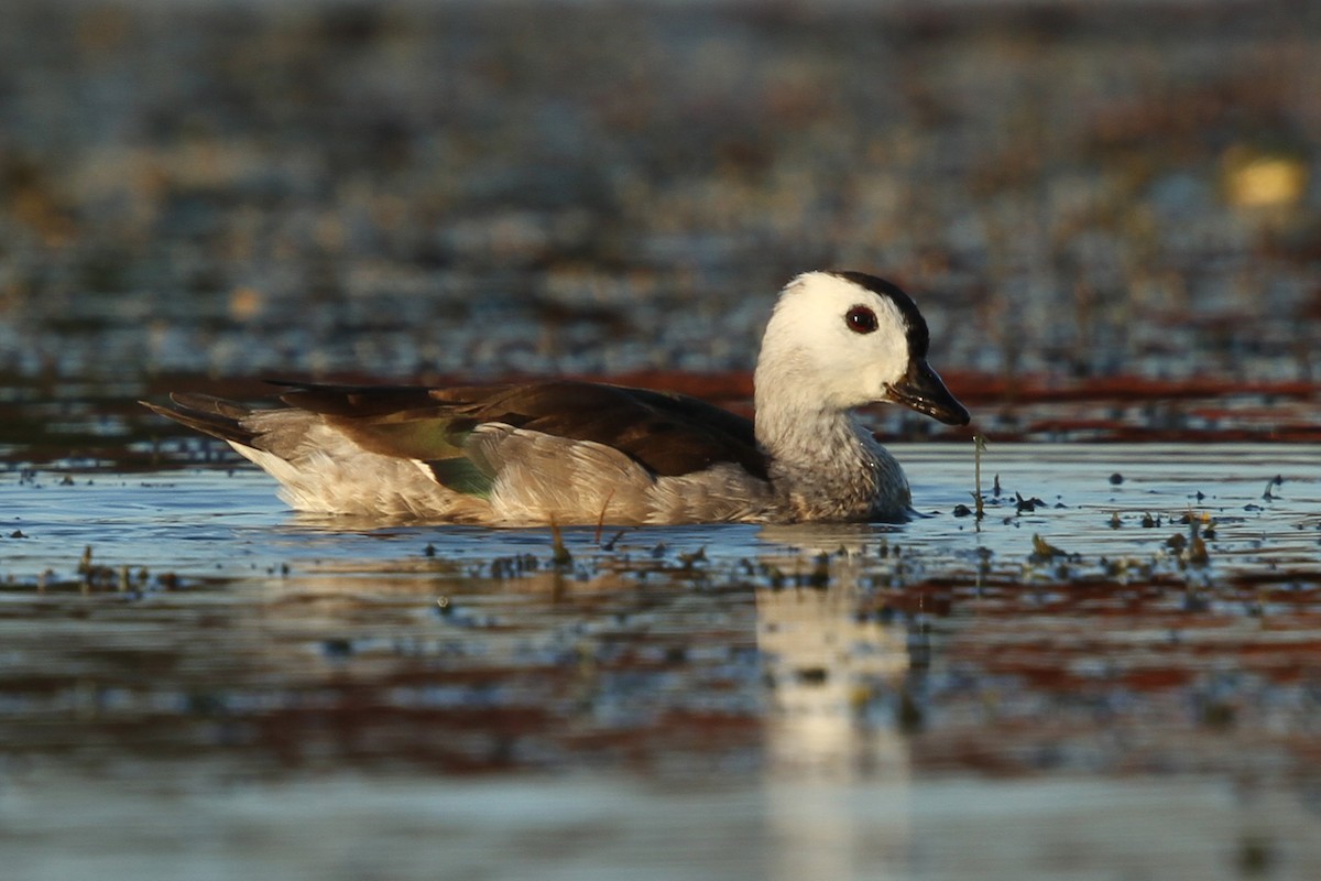 Cotton Pygmy-Goose - ML519885021