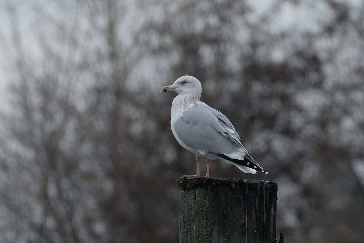 Herring Gull - ML519886031