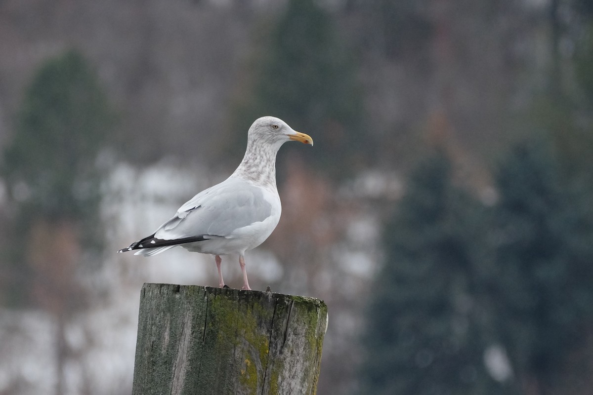 Gaviota Argéntea - ML519886041