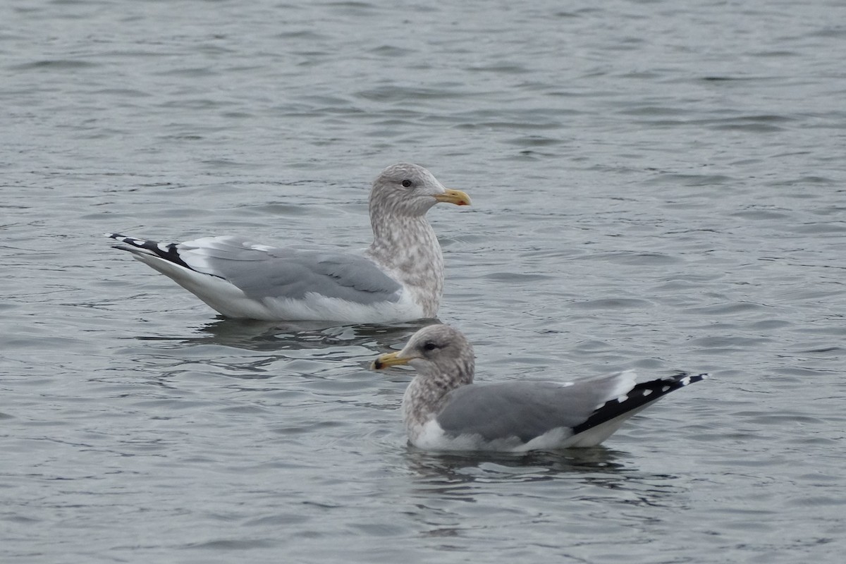 Gaviota Groenlandesa (thayeri) - ML519886241