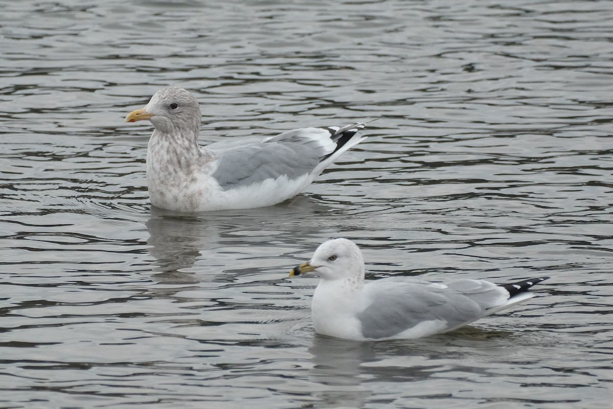 Gaviota Groenlandesa (thayeri) - ML519886271