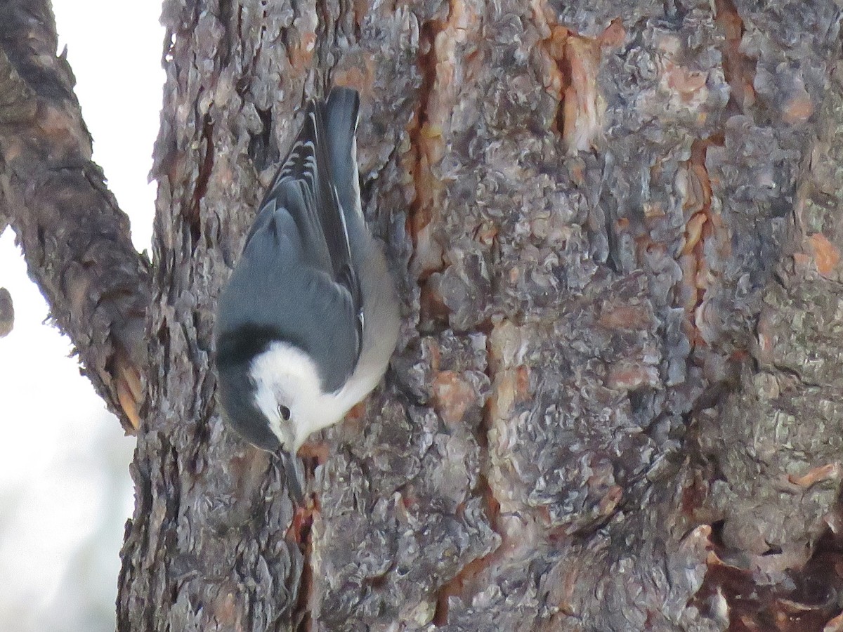 White-breasted Nuthatch - ML519886531