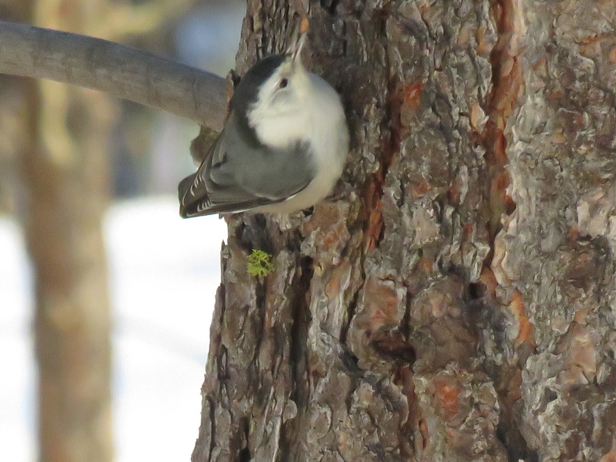 White-breasted Nuthatch - ML519886541