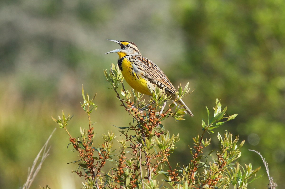 Eastern Meadowlark (Eastern) - Patrick J. Blake