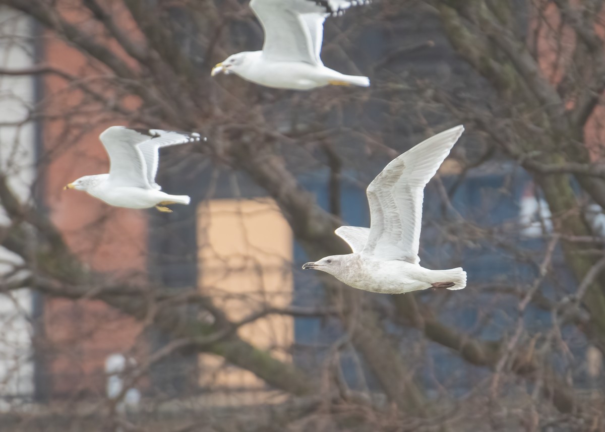 Glaucous-winged Gull - ML519887331