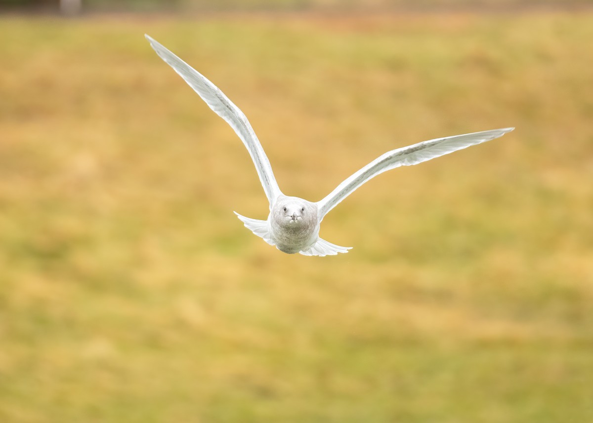 Glaucous-winged Gull - Joshua Vardous