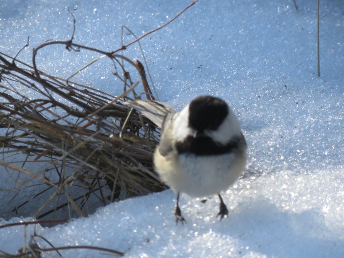 Black-capped Chickadee - ML519887451