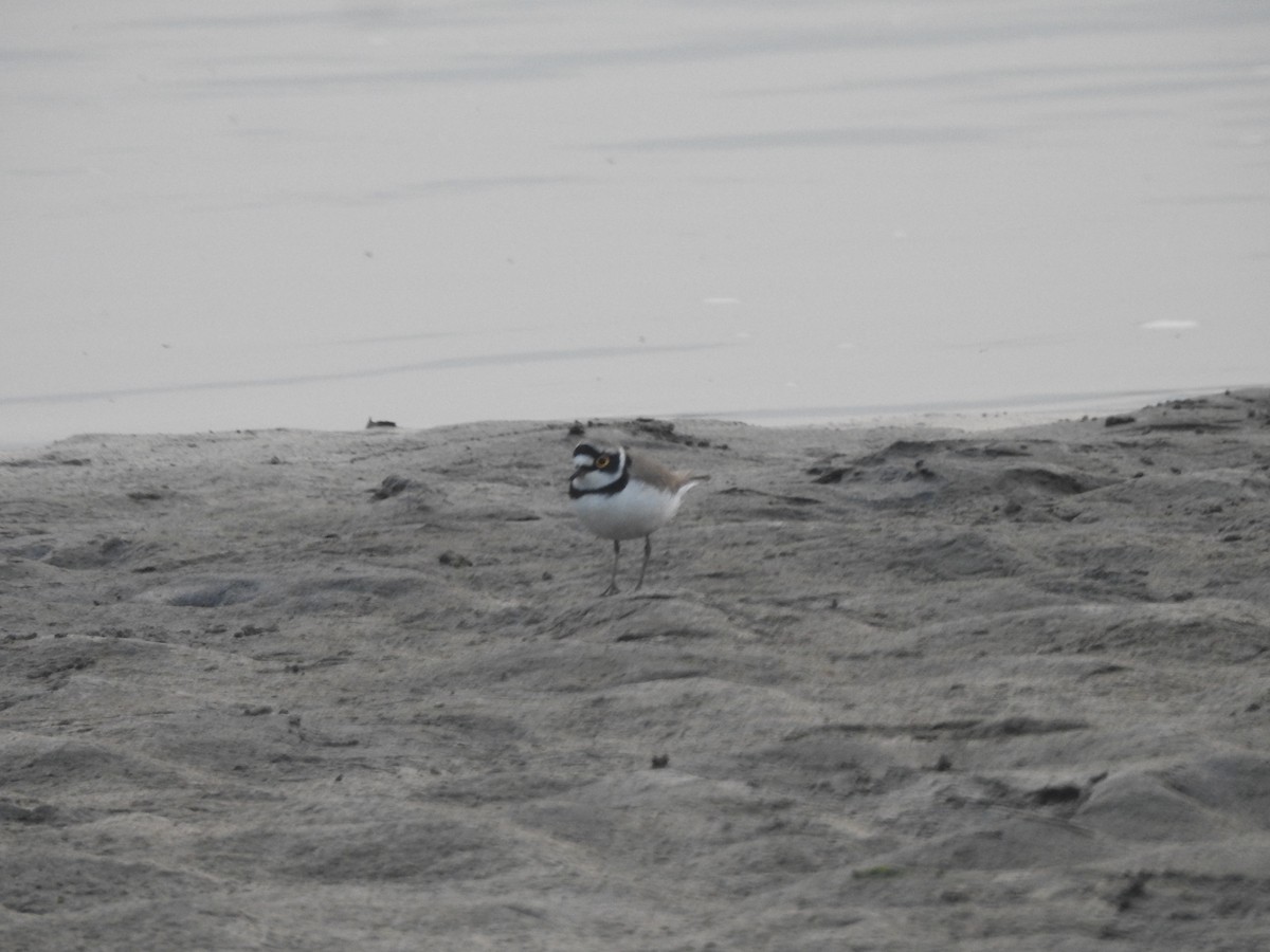 Little Ringed Plover - Debby Ng
