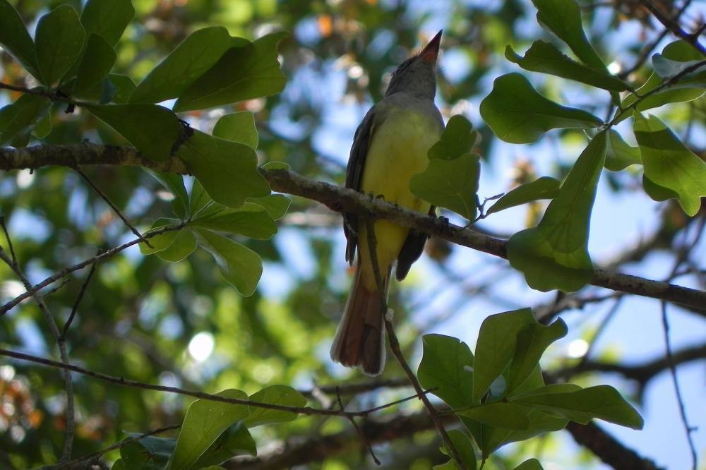 Great Crested Flycatcher - ML51988791