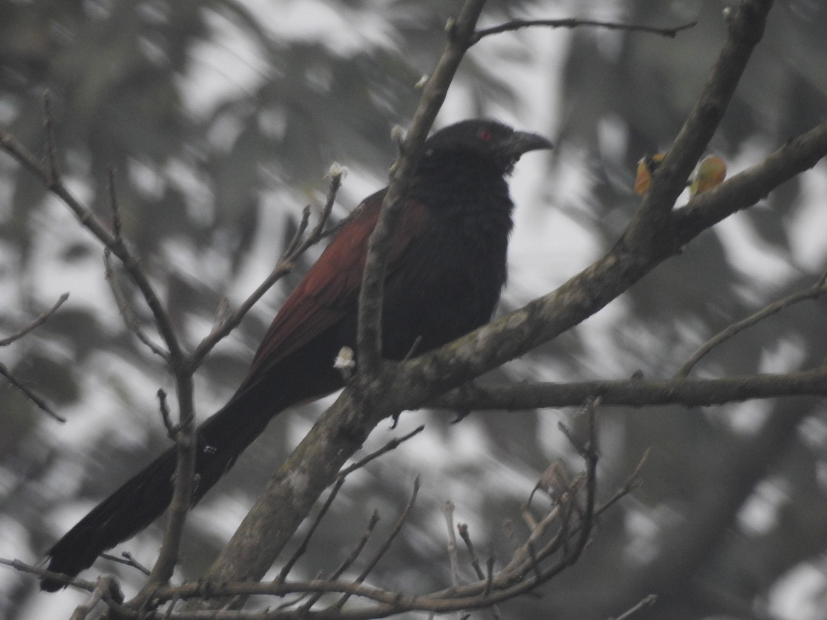 Lesser Coucal - Debby Ng