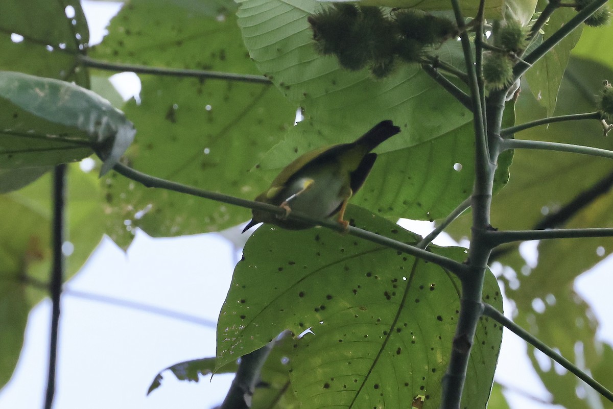 Dark-eyed White-eye - ML519888911