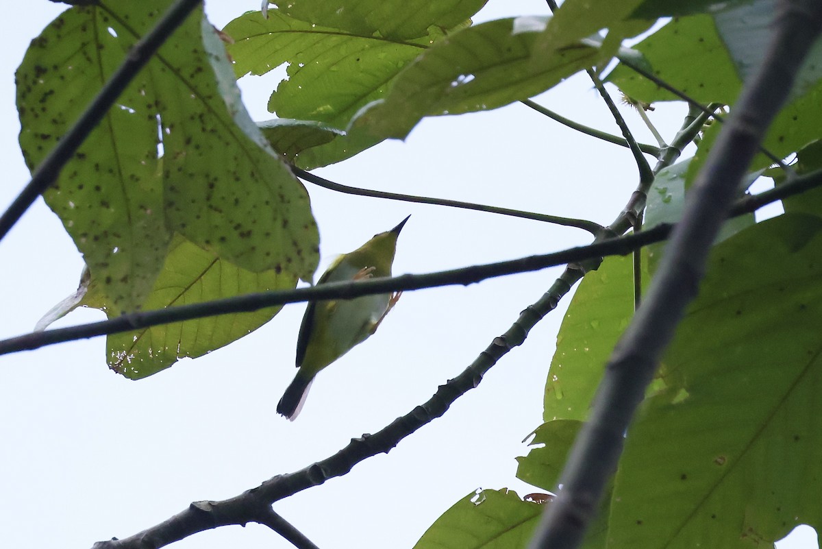 Dark-eyed White-eye - Mike Sylvia