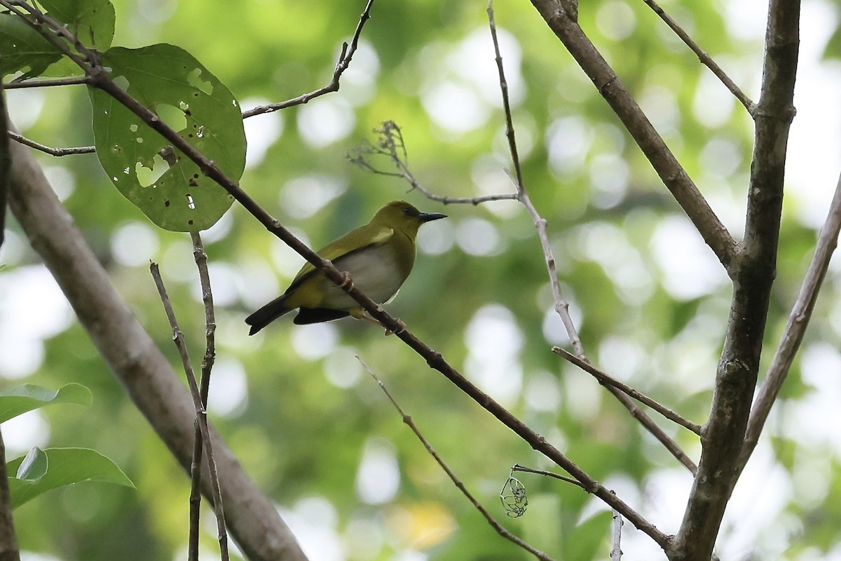 Dark-eyed White-eye - ML519888931