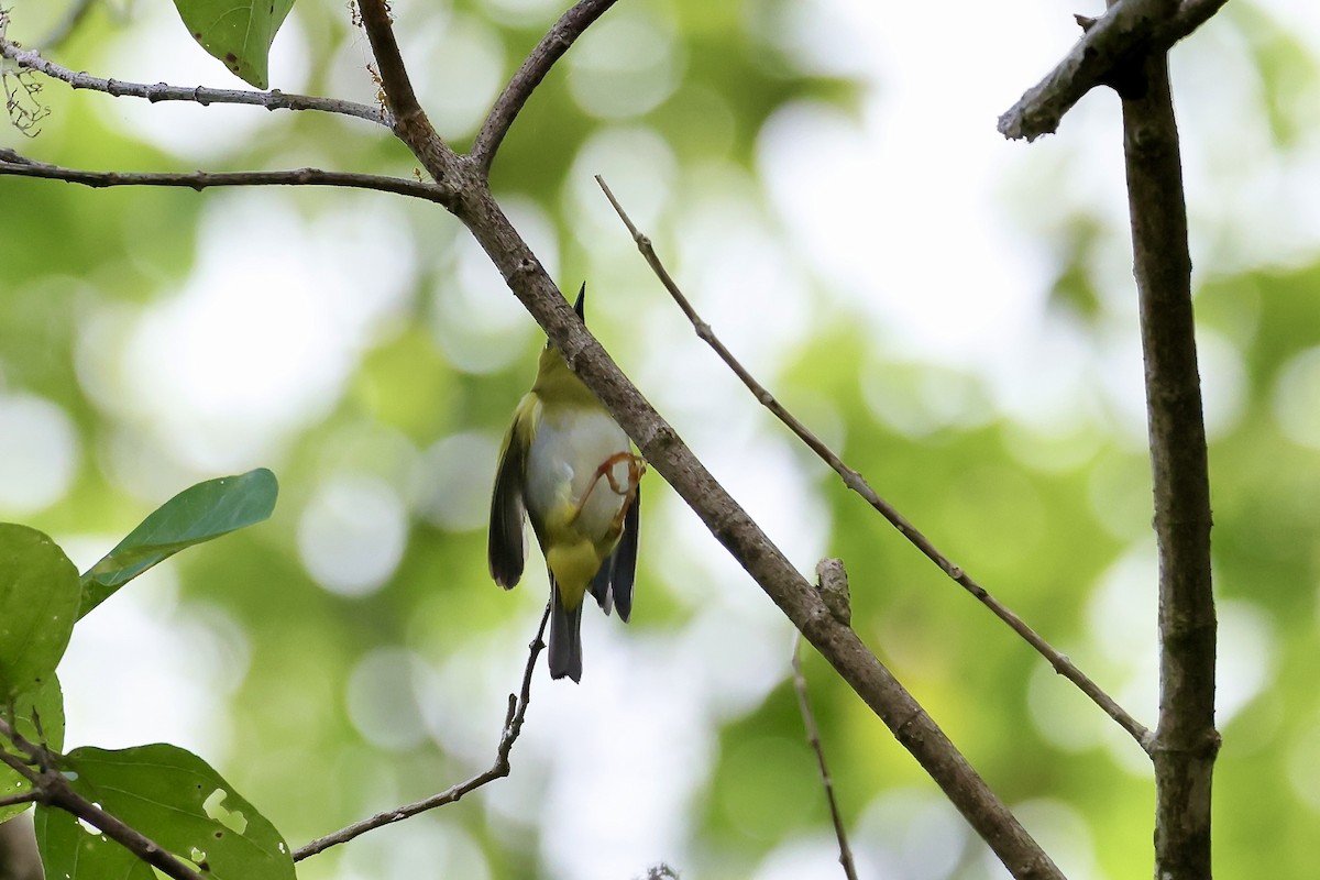 Dark-eyed White-eye - Mike Sylvia