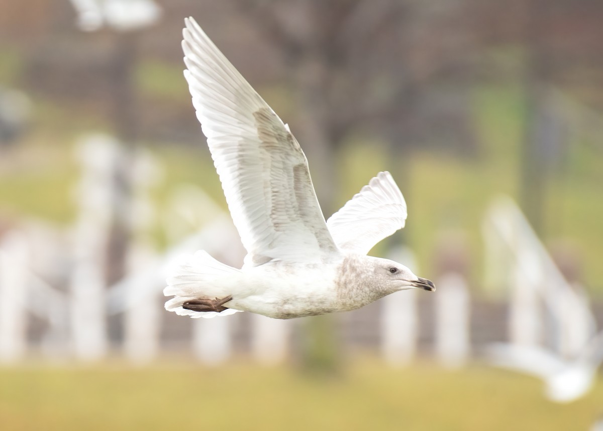 Glaucous-winged Gull - Joshua Vardous