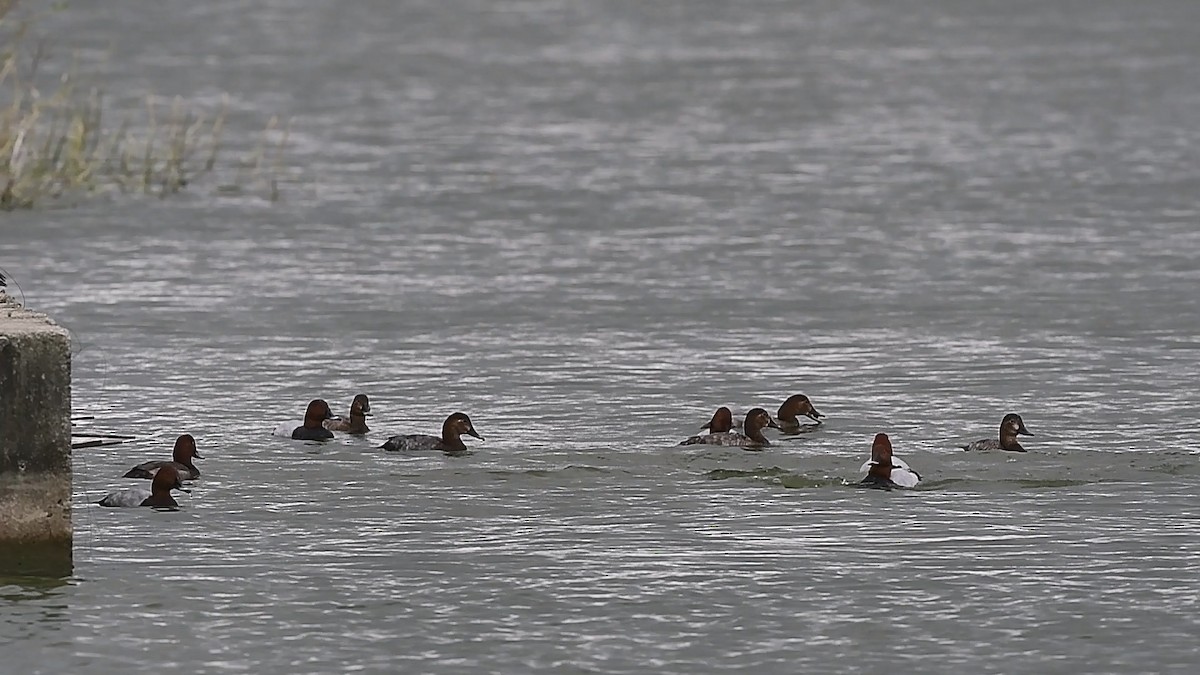 Common Pochard - ML519889301