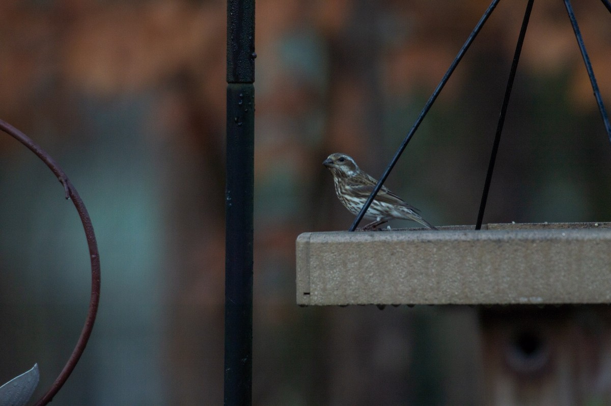 Purple Finch (Eastern) - ML519889381