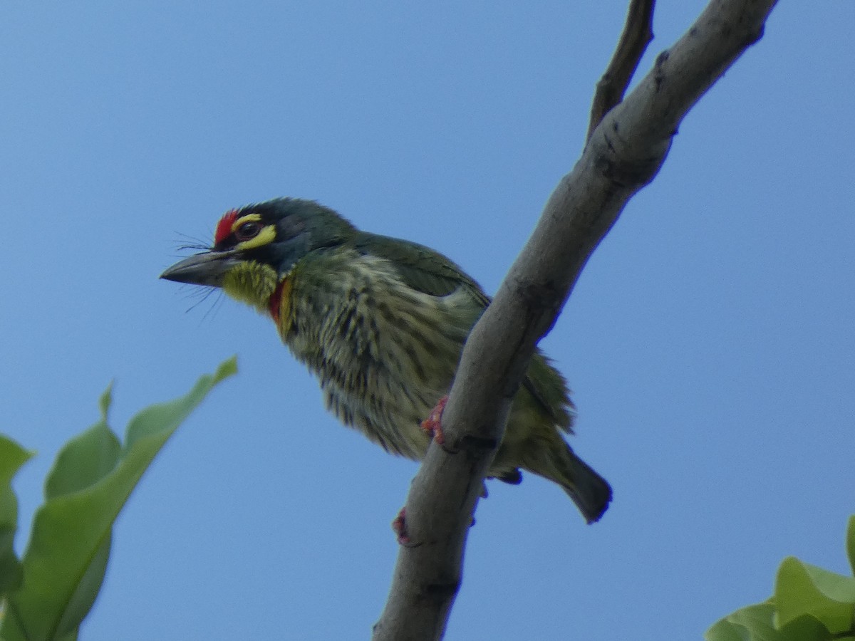 Coppersmith Barbet - ML519889581