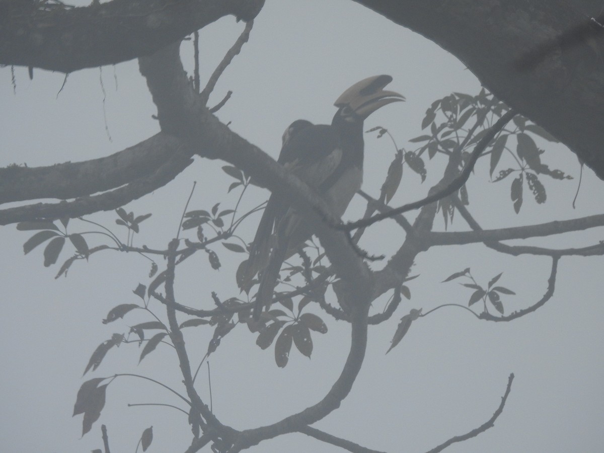 Oriental Pied-Hornbill - Debby Ng