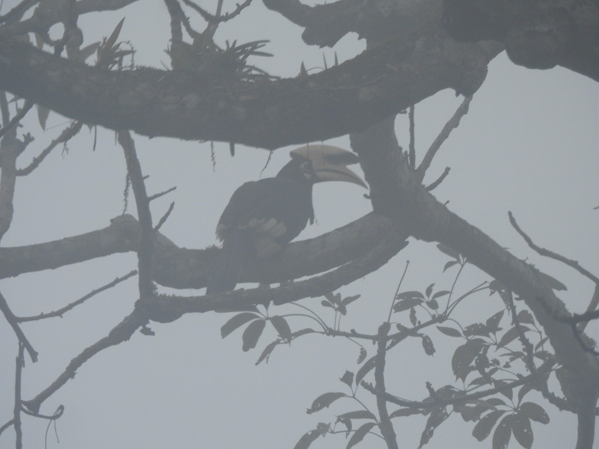 Oriental Pied-Hornbill - ML519889641