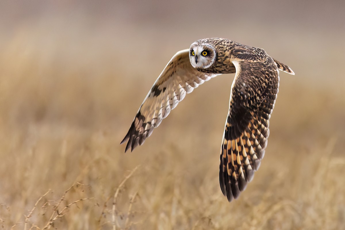 Short-eared Owl - ML519889751