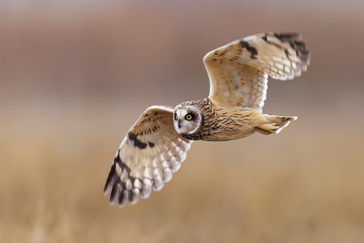 Short-eared Owl - Ryan Sanderson