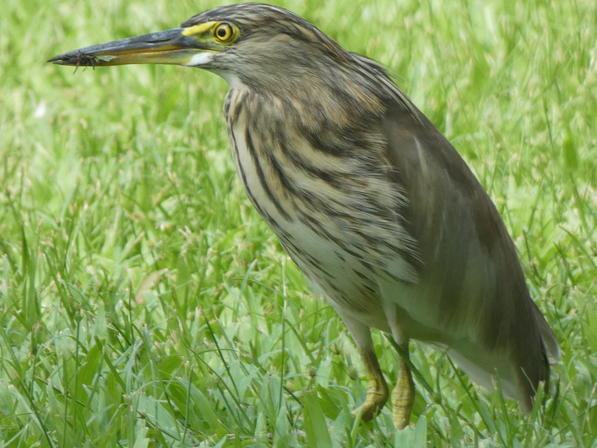 Chinese Pond-Heron - ML519889931