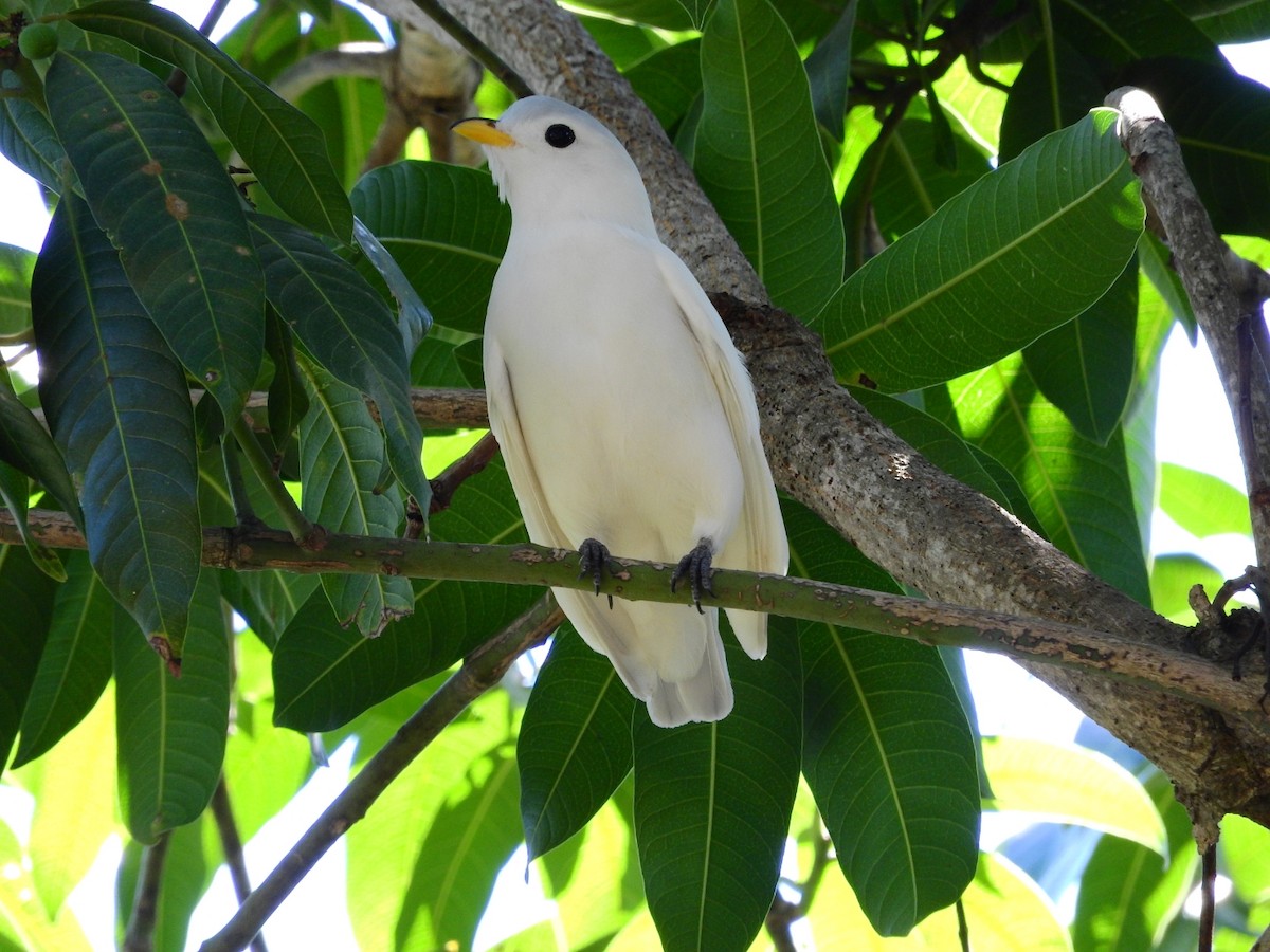 Yellow-billed Cotinga - Jose Bolaños