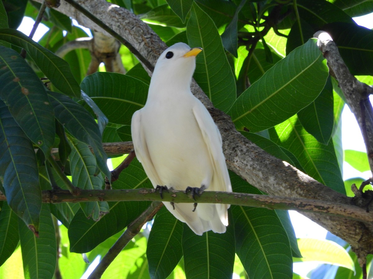 Yellow-billed Cotinga - Jose Bolaños