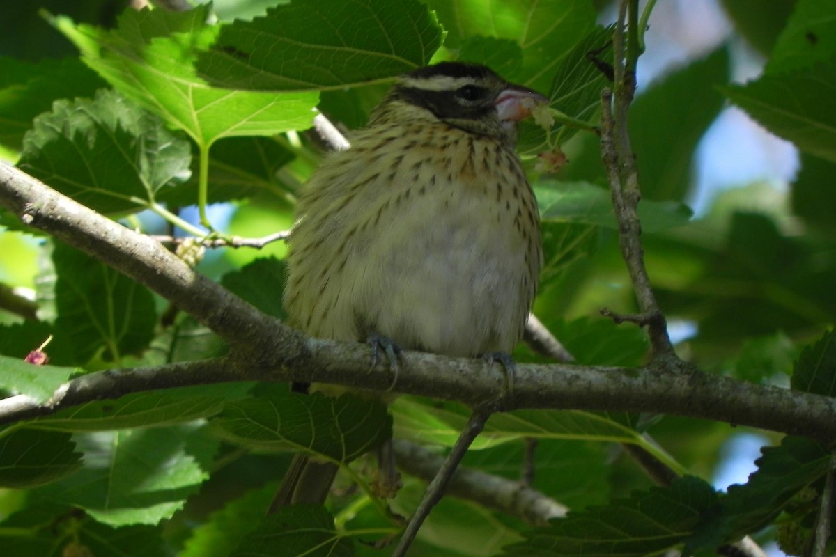 Rose-breasted Grosbeak - ML51989171