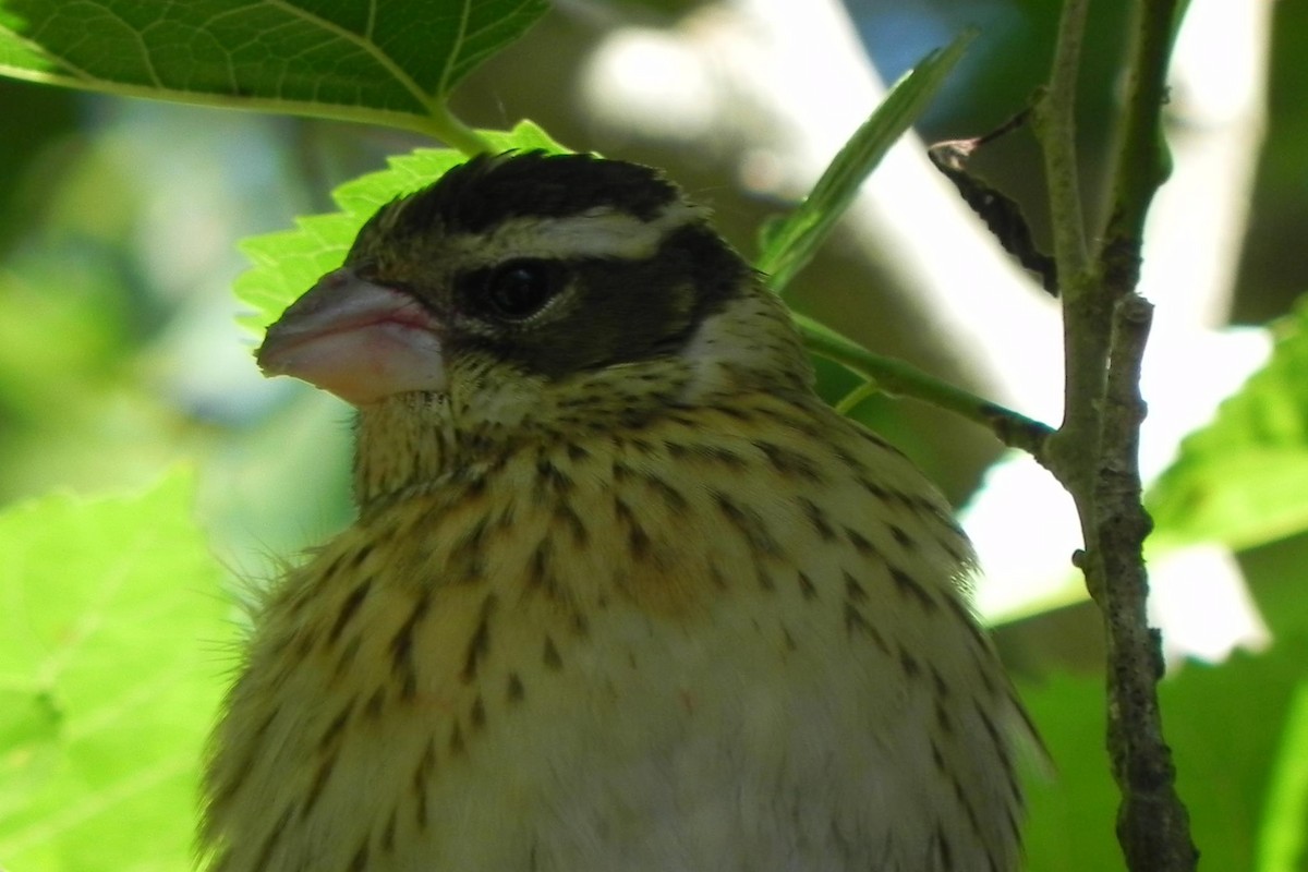 Rose-breasted Grosbeak - ML51989181