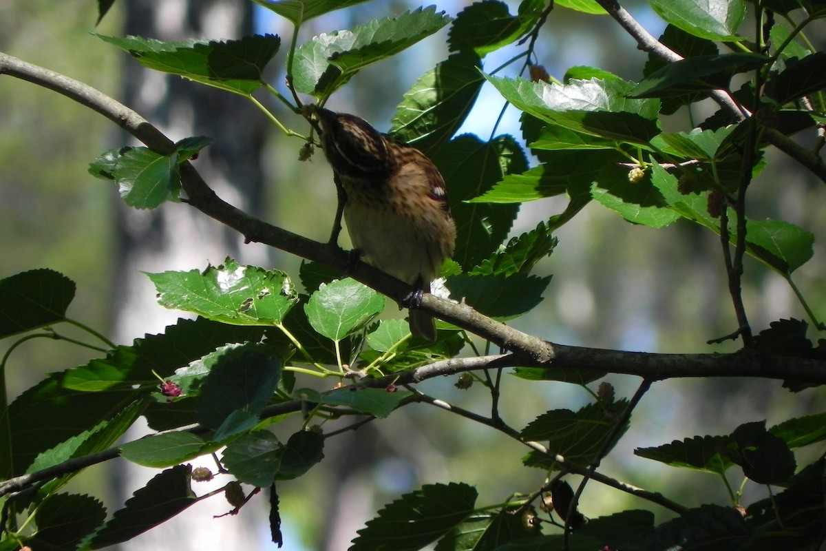 Rose-breasted Grosbeak - ML51989191